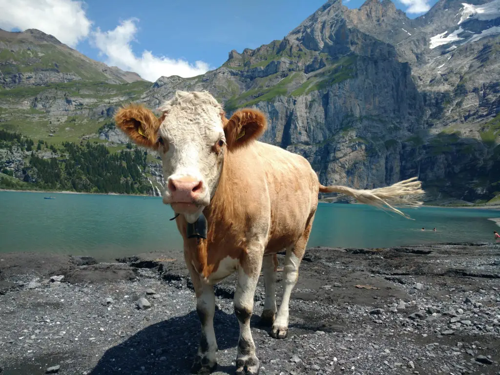 Excursión de un día desde Zurich a los Alpes suizos. Las 5 mejores opciones