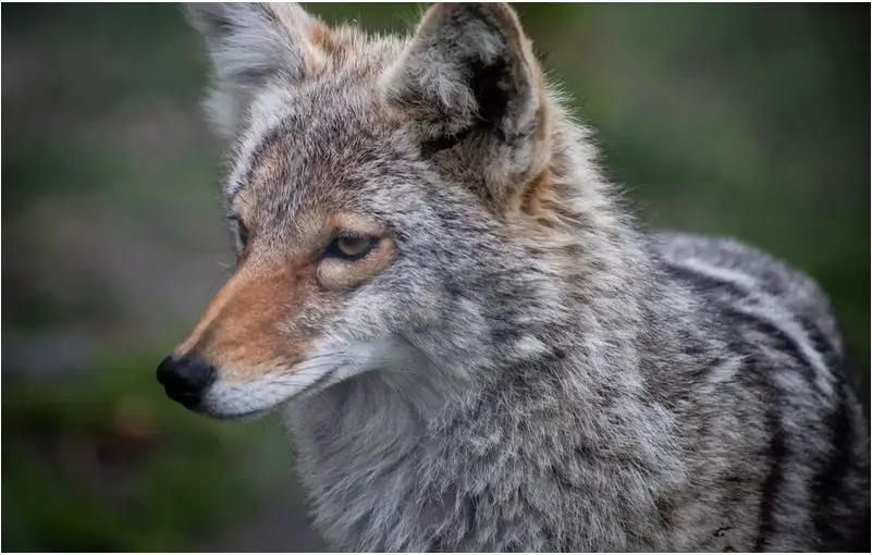 Animales peligrosos en Utah: mire a su alrededor y explore