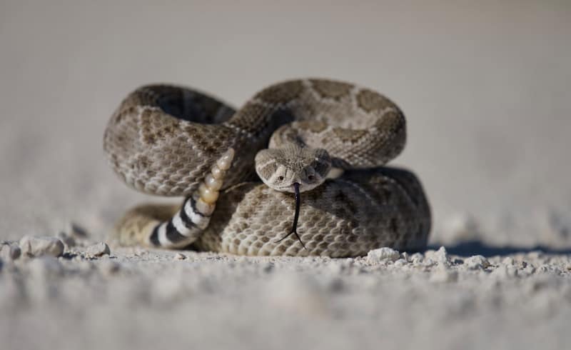 Las serpientes más raras del mundo: ¡descubre cuáles son!