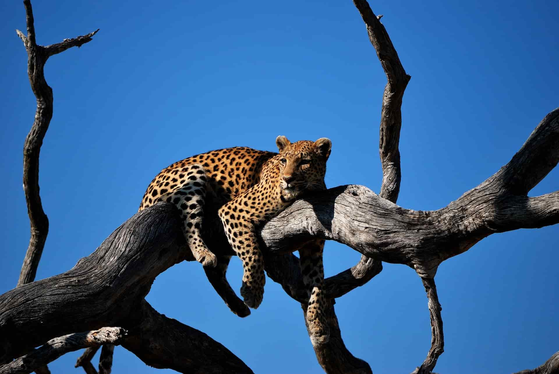 Animales peligrosos en Botswana: mire a su alrededor y explore