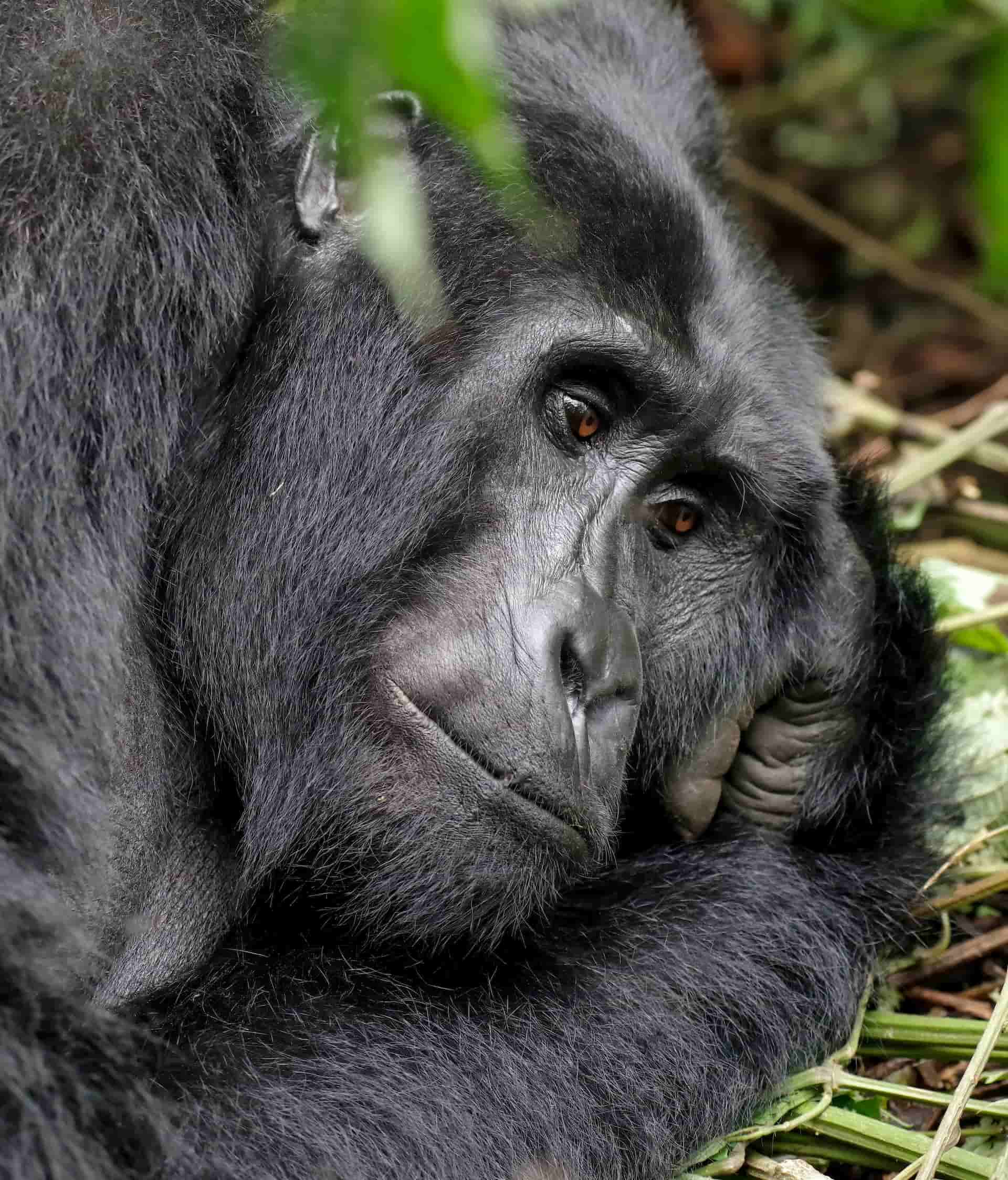 Animales peligrosos en Ruanda: mire a su alrededor y explore