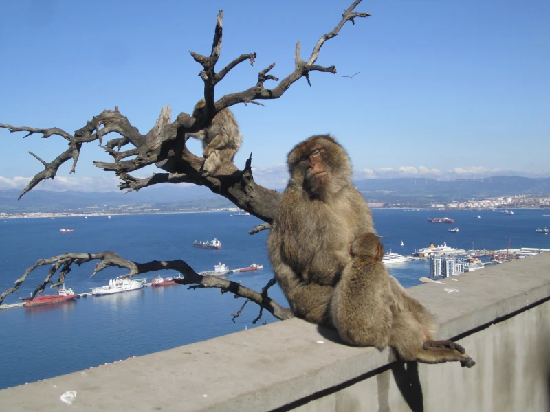 ¿Vale la pena visitar Gibraltar? Sí y no... ¿he aquí por qué?