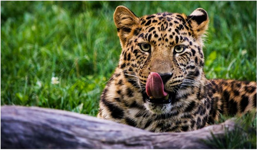 ¿Cuáles son los animales peligrosos en América del Sur?