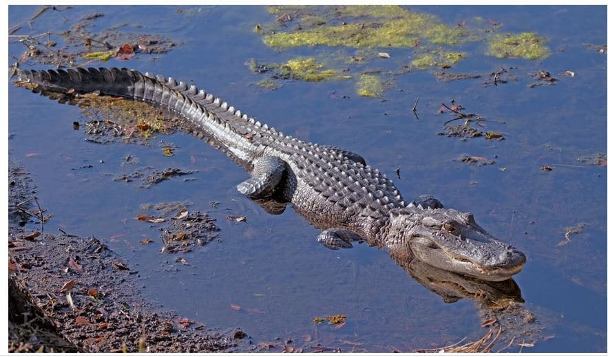 Animales peligrosos en Luisiana: mire a su alrededor y explore