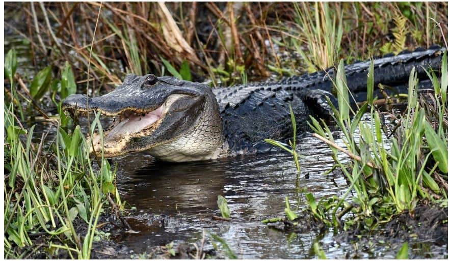 ¿Cuáles son los animales peligrosos en Florida?