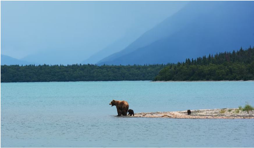 ¿Cuáles son los animales peligrosos en Alaska?