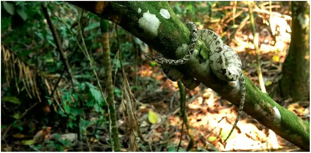 Cuidado con estos peligrosos animales en el Amazonas