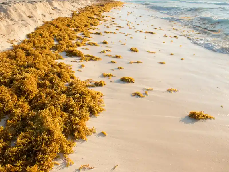 Problema de las algas en Aruba (2022): ¡¡Todo lo que necesitas saber!!