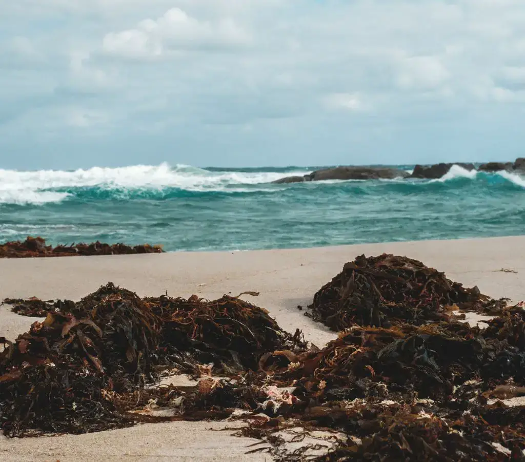 Problema de las algas en las Islas Turcas y Caicos 2023: ¡Todo lo que necesita saber antes de visitar!