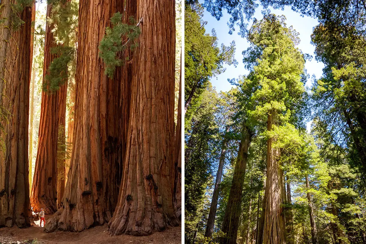 Parque Nacional Sequoia vs.Redwood