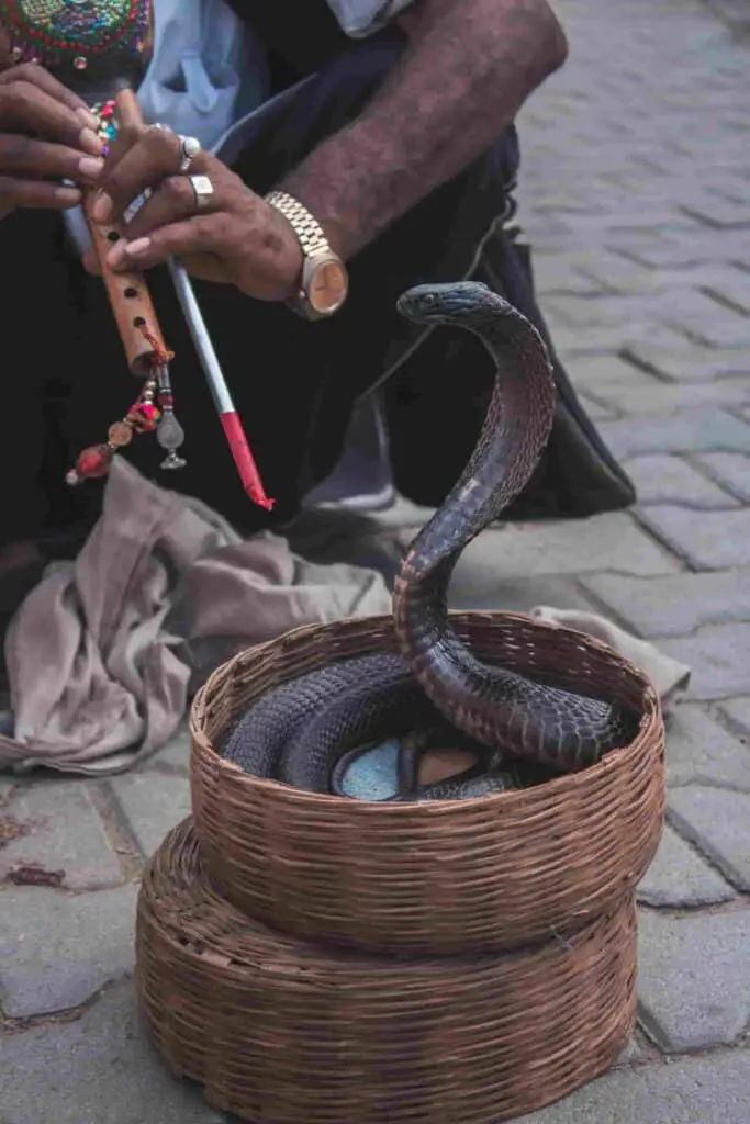 Serpientes en Myanmar: aprenda más sobre las serpientes más fascinantes de Myanmar