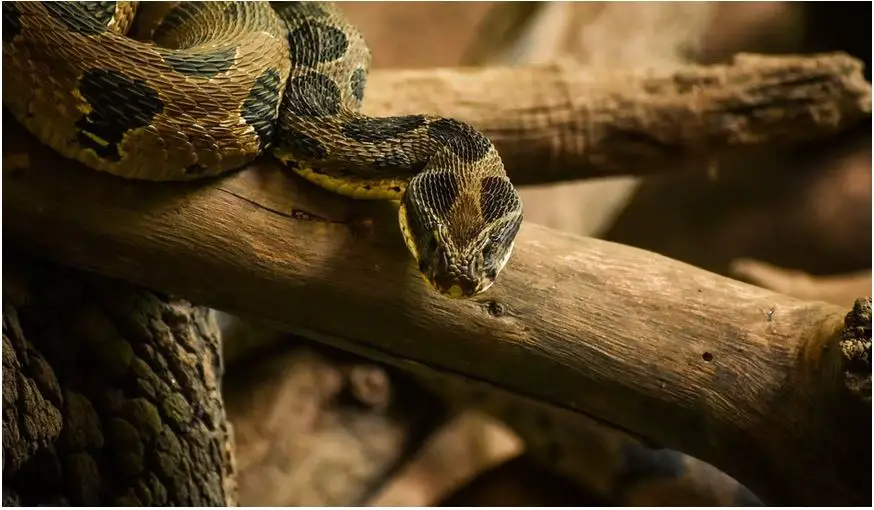 Las serpientes más raras del mundo: ¡descubre cuáles son!