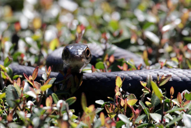 ¡Diez serpientes negras en Tennessee a tener en cuenta!
