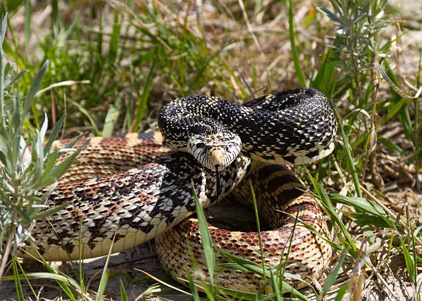 ¡Todo lo que necesita saber sobre las serpientes toro en Colorado!