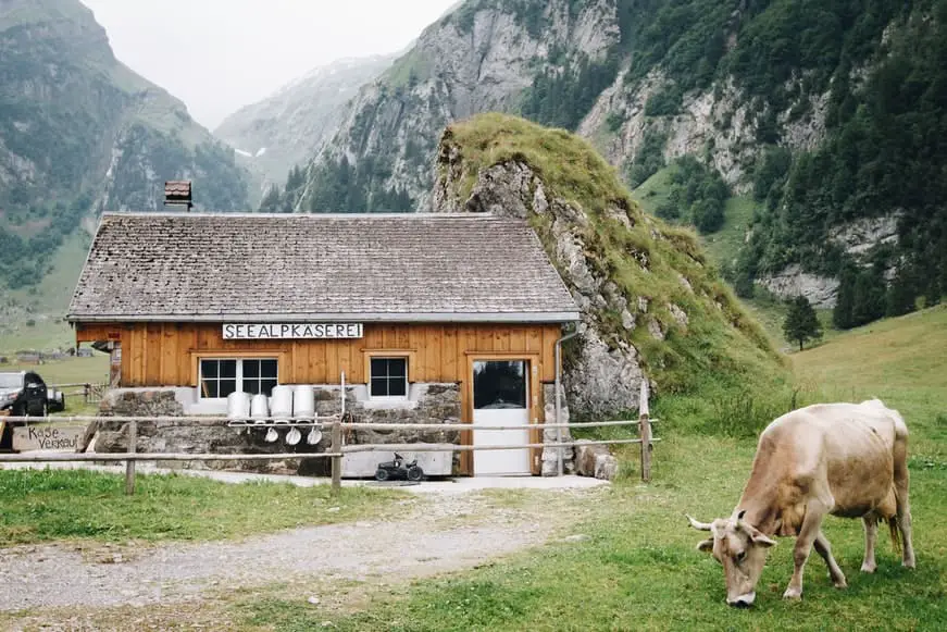 Los mejores tours a fábricas de queso en Suiza que no te puedes perder