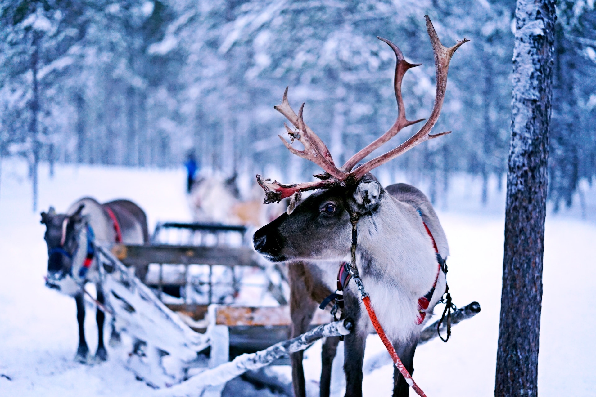 Navidad en Finlandia – costumbres y tradiciones