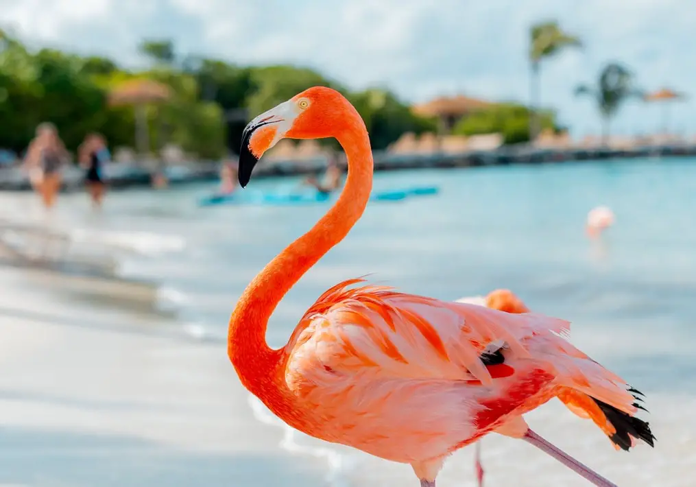 Jamaica o Aruba: ¿qué destino de vacaciones elegir?