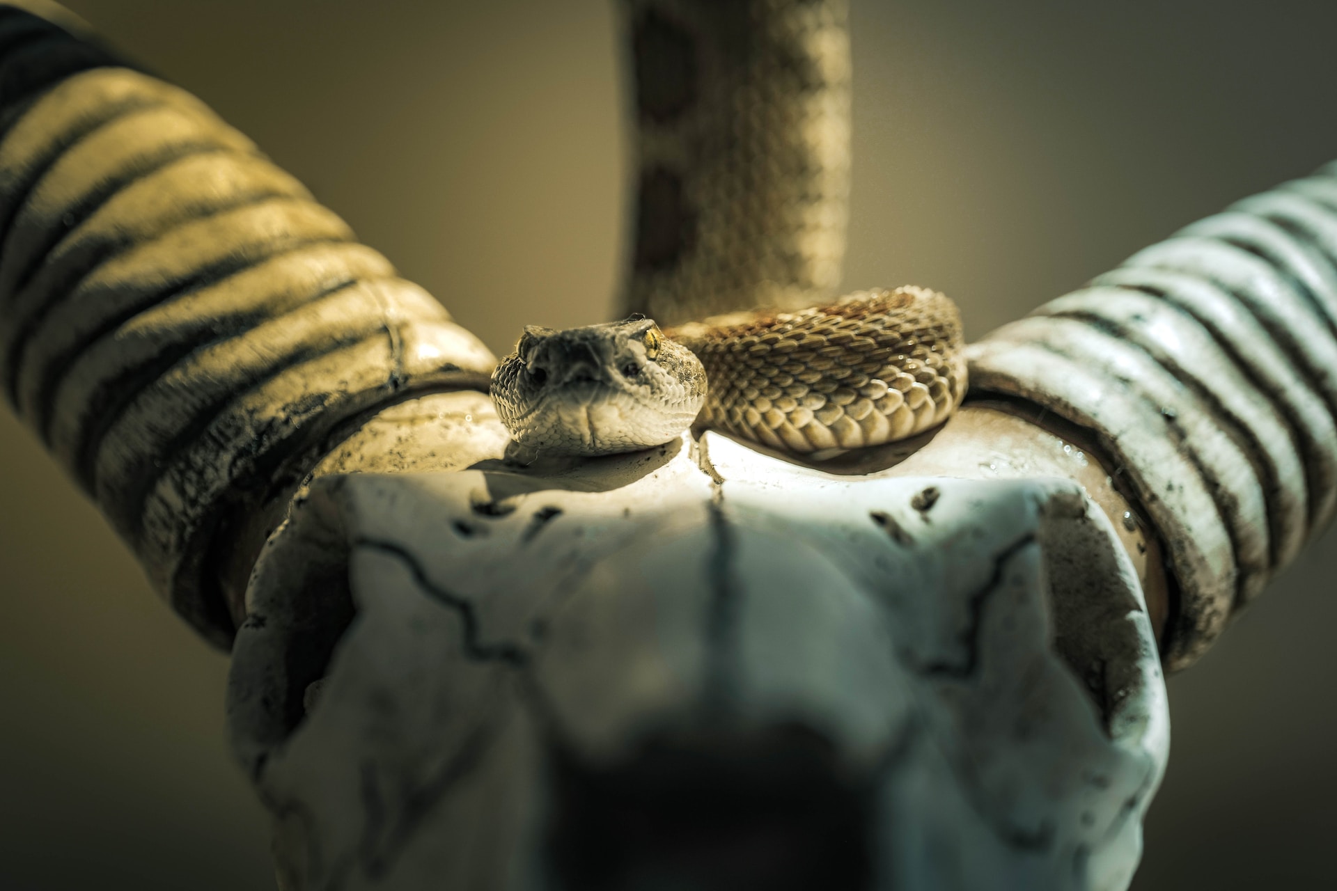 ¡11 serpientes venenosas en Illinois que debes evitar!