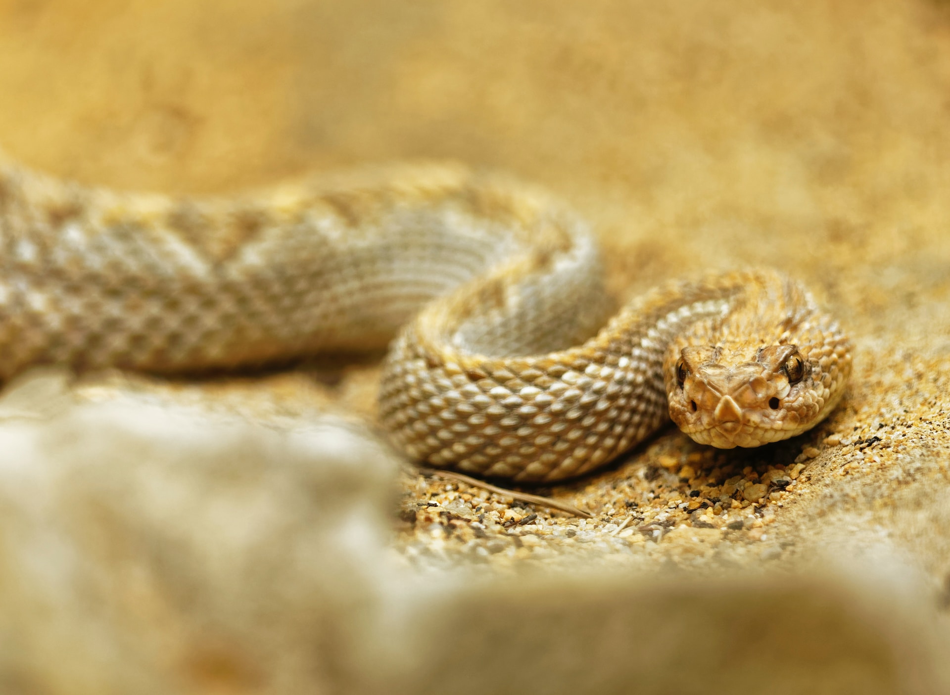 11 serpientes venenosas que se deben evitar en Indiana