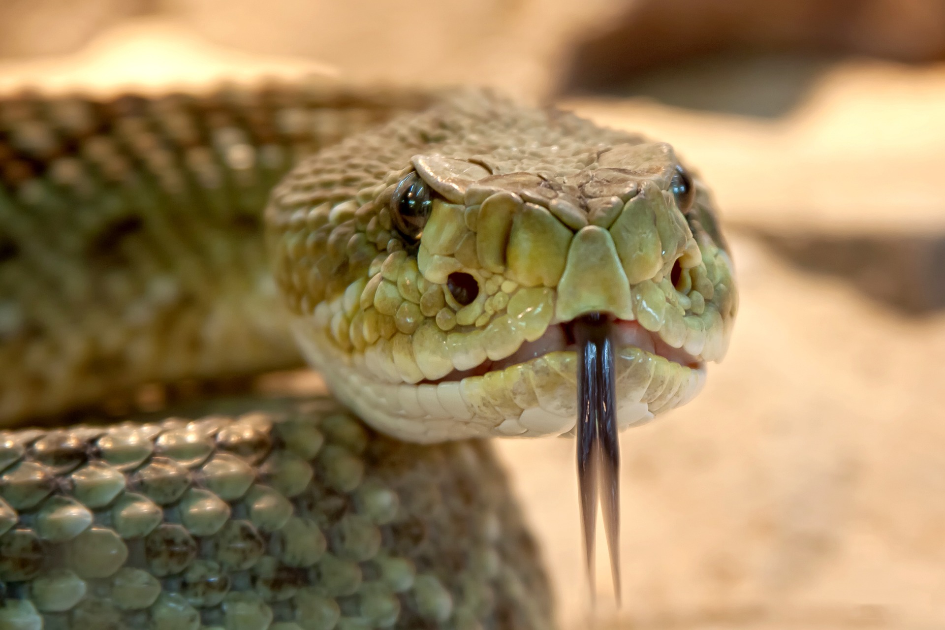 Serpientes en Houston: mira a tu alrededor y explora