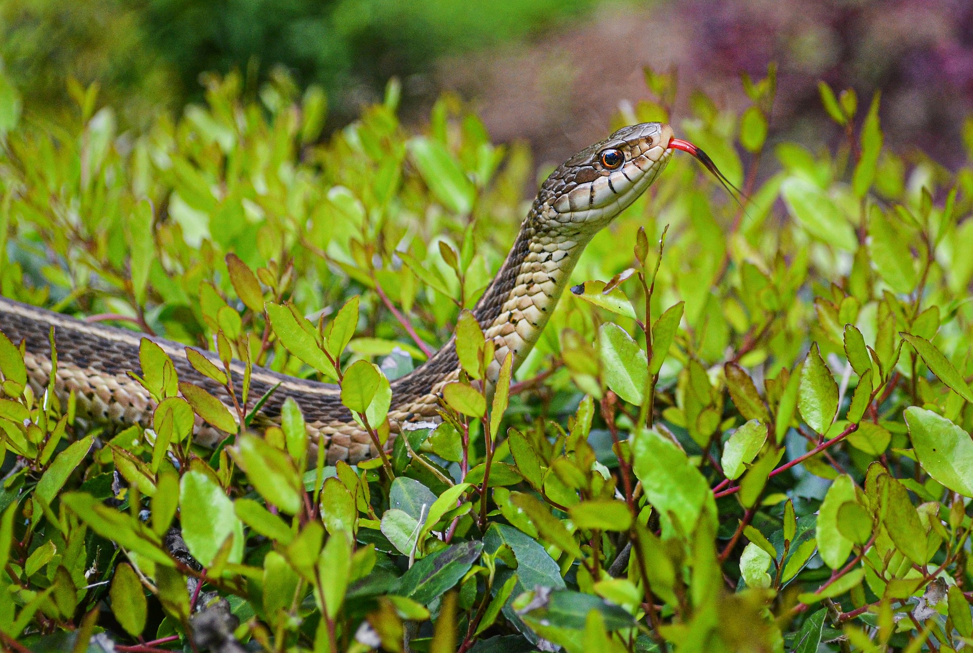 ¡Diez serpientes a tener en cuenta en Maine!