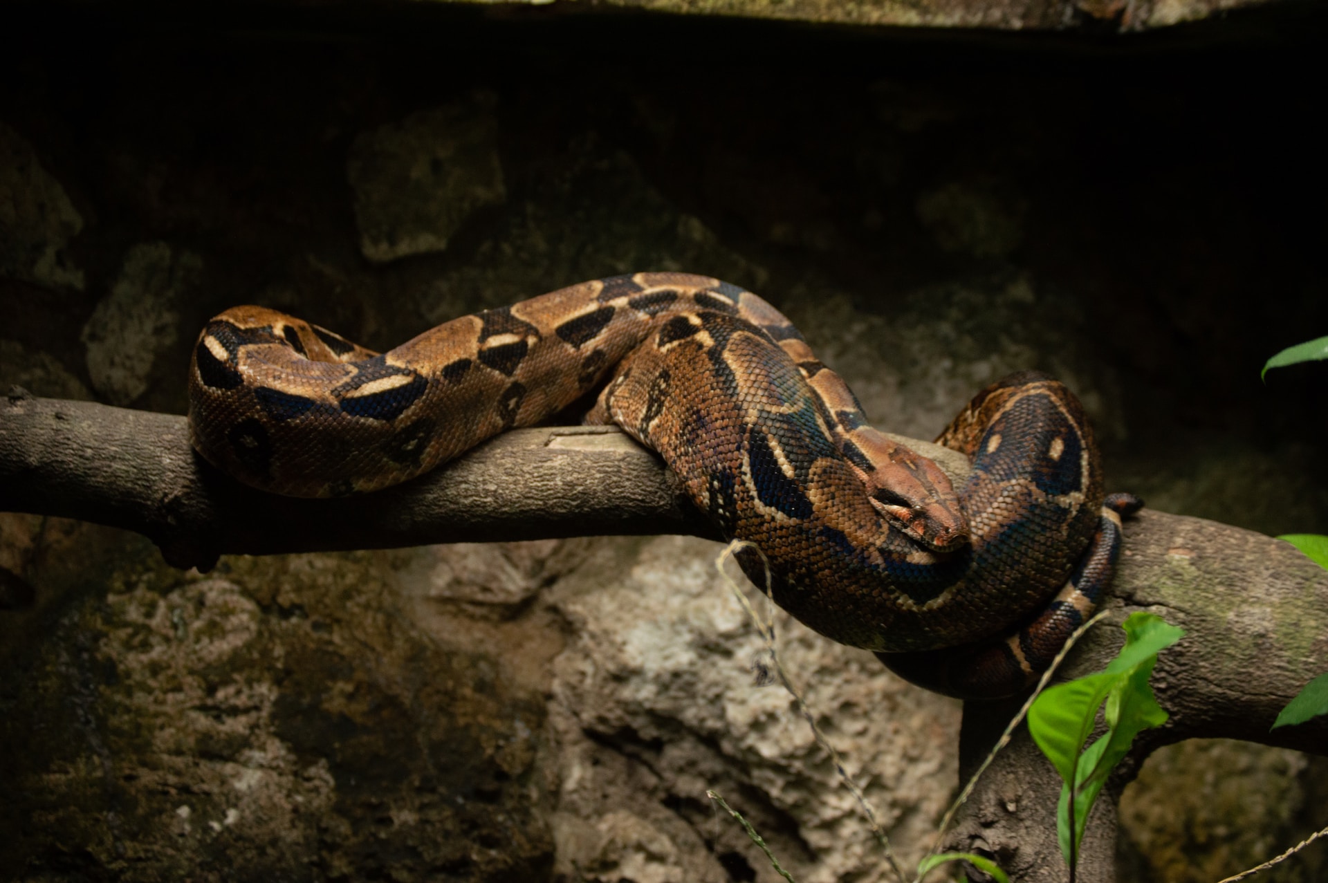 Serpientes en México – Pásate y descúbrelas