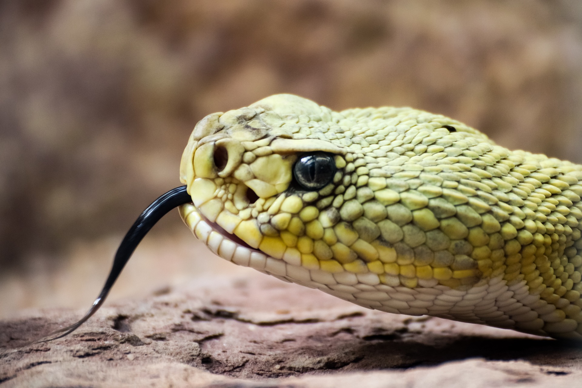 9 serpientes en el estado de Washington que debes conocer