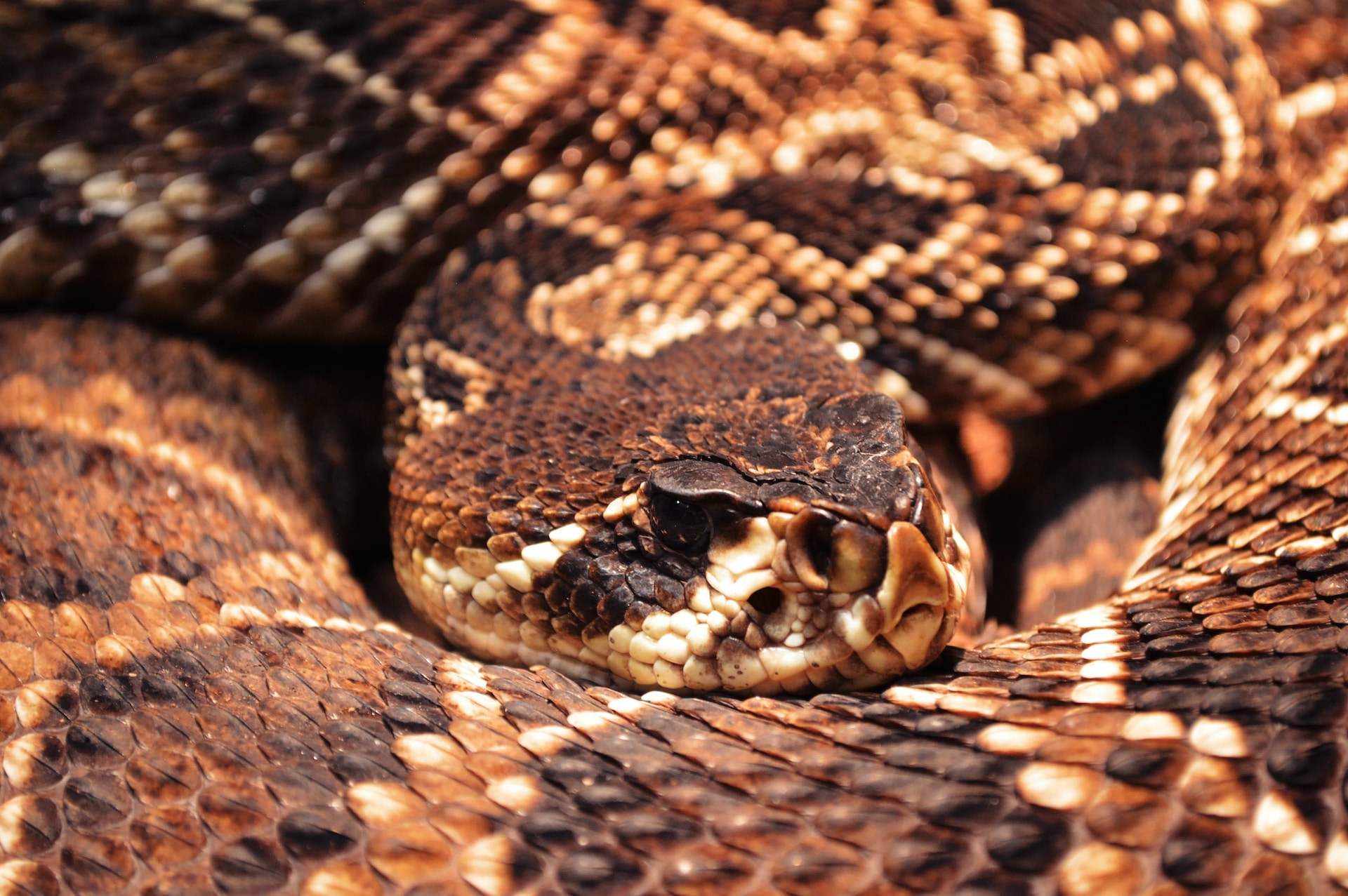 Serpientes reales en Carolina del Norte – Echa un vistazo a la zona
