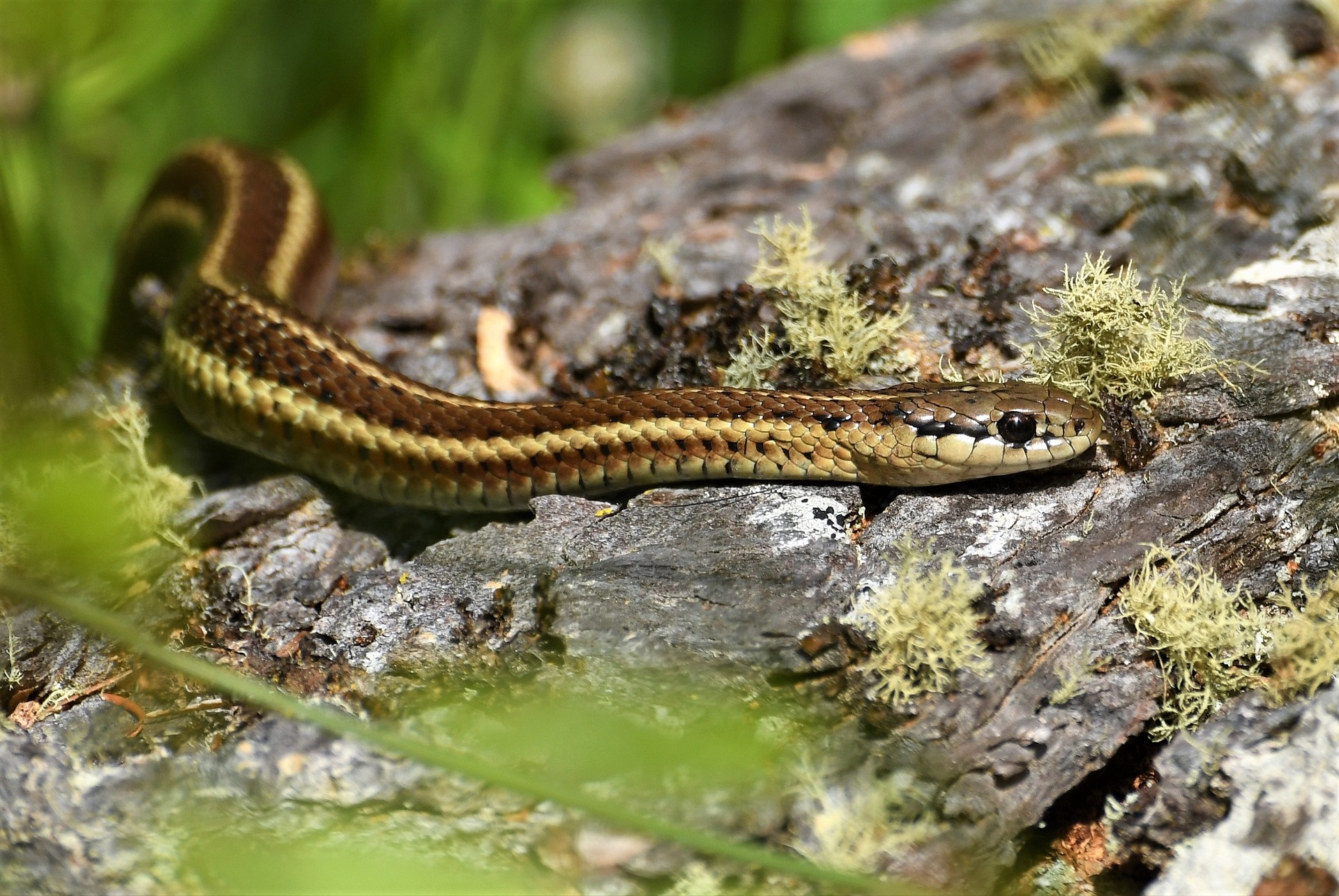 ¡Diez serpientes a tener en cuenta en Vermont!