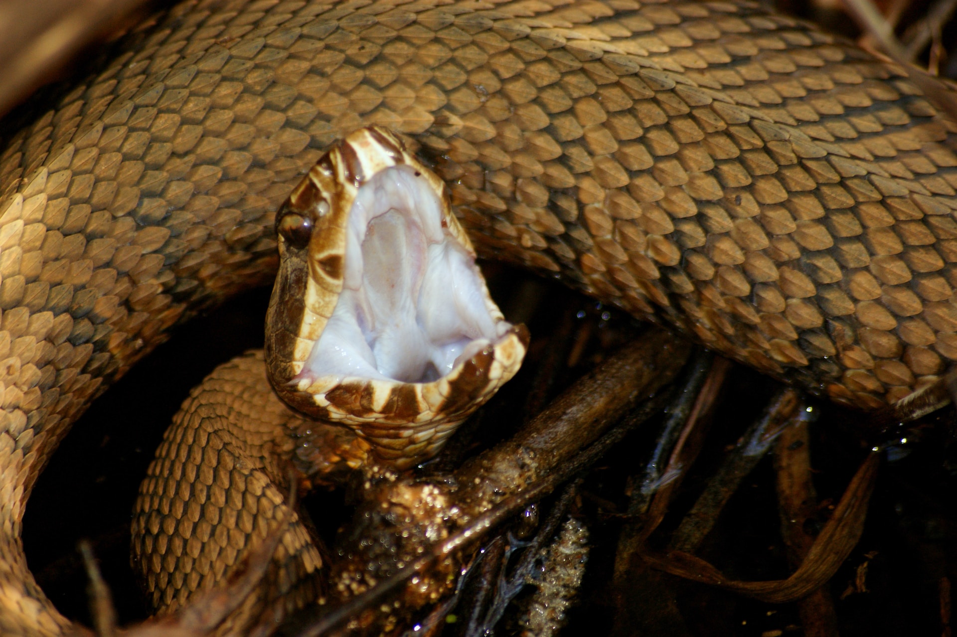 ¡Evita estas 8 serpientes venenosas en Carolina del Sur!