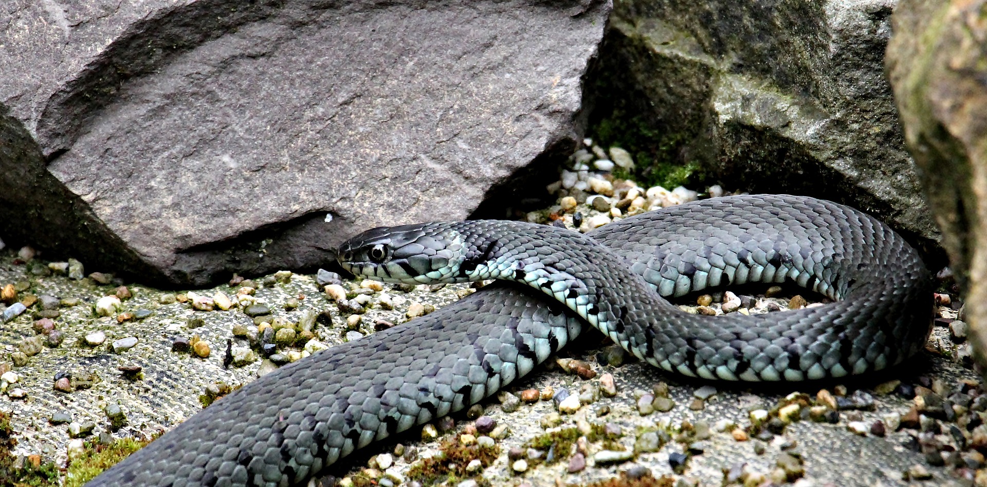 ¡10 serpientes de agua en Arkansas que debes conocer!