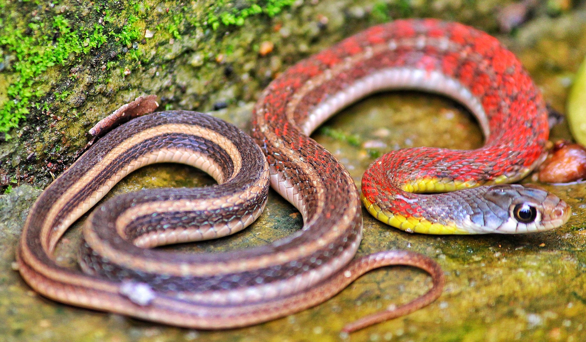 Serpientes de agua en Virginia: mira a tu alrededor y explora