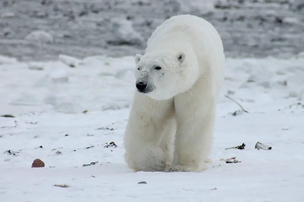 ¿Hay osos polares en Islandia?