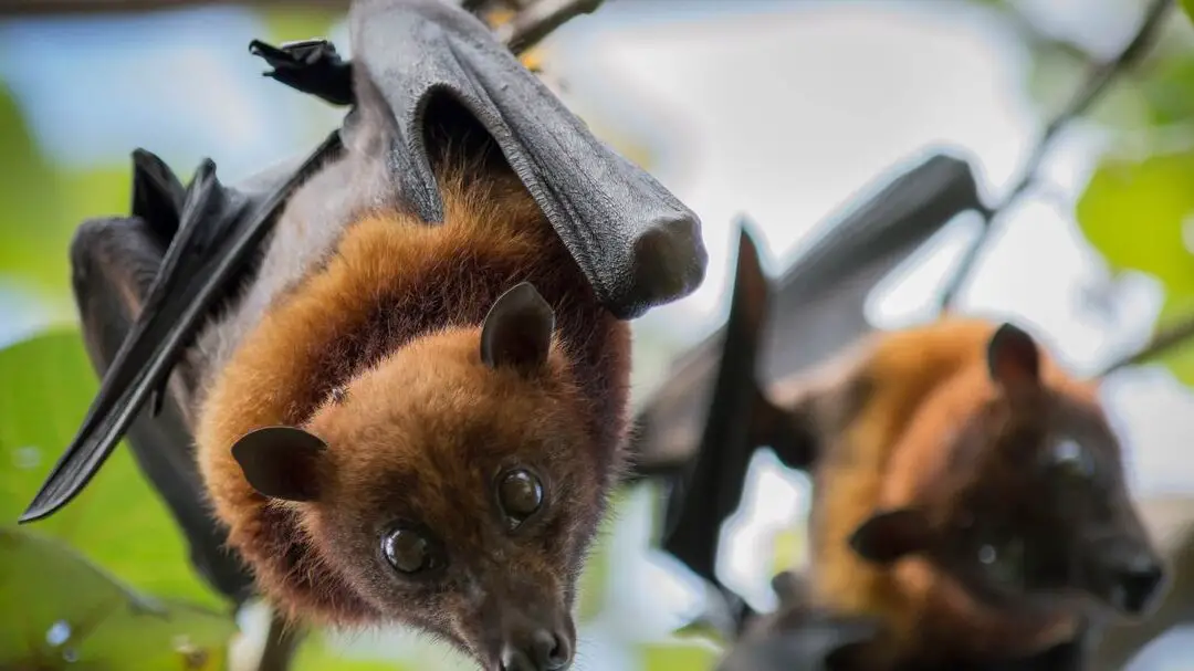 11 enfermedades (a veces) mortales que saltaron entre especies |