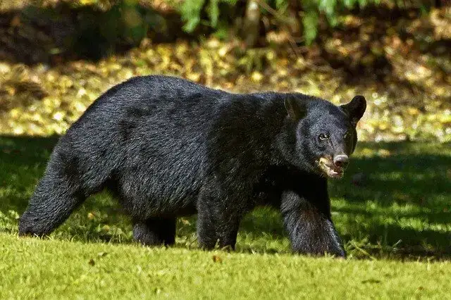 11 de los animales más peligrosos que puedes encontrar en Utah
