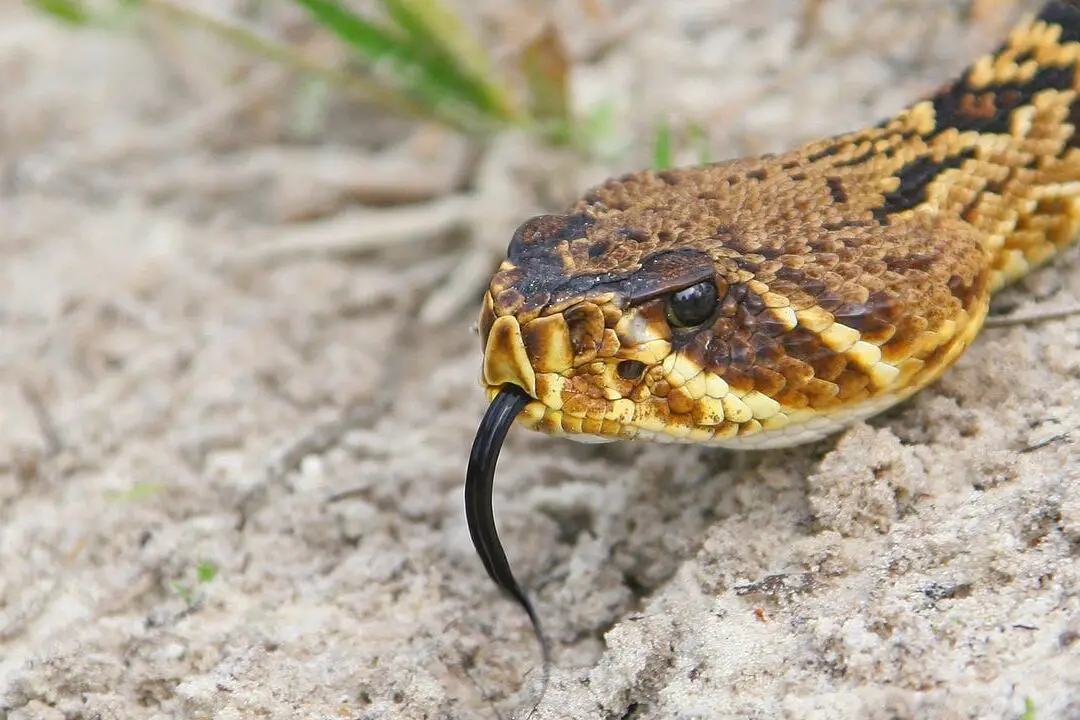 Cómo NO identificar una serpiente venenosa |