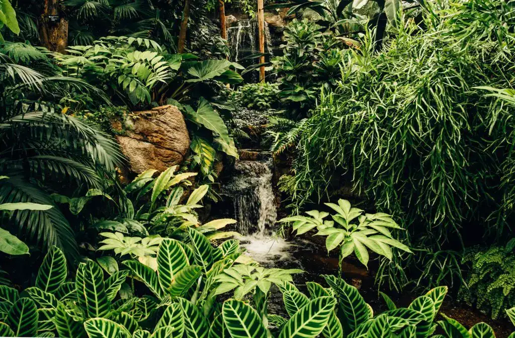 12 Diversos Tipos De Vegetación Que Puedes Encontrar En Brasil