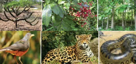 Biodiversidad y la selva amazónica - Greenpeace EE.UU.
