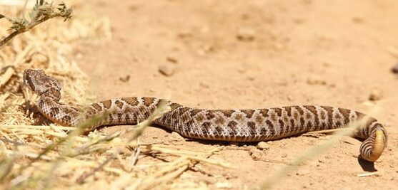Serpiente real de California - Lampropeltis californiae |