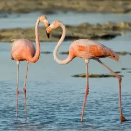 Animales de republica dominicana