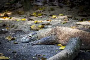 Los 8 animales más peligrosos de Bali Los 8 animales más peligrosos de Bali