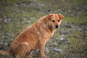 Los 8 animales más peligrosos de Bali Los 8 animales más peligrosos de Bali