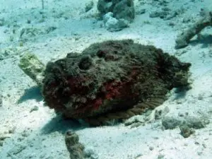 Los 8 animales más peligrosos de Bali Los 8 animales más peligrosos de Bali