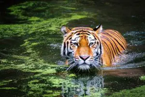Los 8 animales más peligrosos de Bali Los 8 animales más peligrosos de Bali