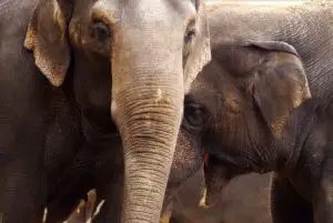 Los 8 animales más peligrosos de Bali Los 8 animales más peligrosos de Bali