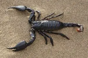 Los 8 animales más peligrosos de Bali Los 8 animales más peligrosos de Bali