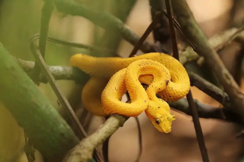 Los 11 animales más peligrosos que puede encontrar en Costa Rica Los 11 animales más peligrosos que puede encontrar en Costa Rica