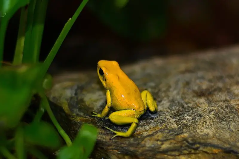 Los 11 animales más peligrosos que puede encontrar en Costa Rica Los 11 animales más peligrosos que puede encontrar en Costa Rica