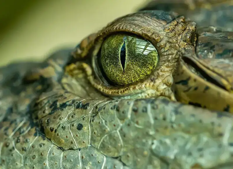 Los 11 animales más peligrosos que puede encontrar en Costa Rica Los 11 animales más peligrosos que puede encontrar en Costa Rica