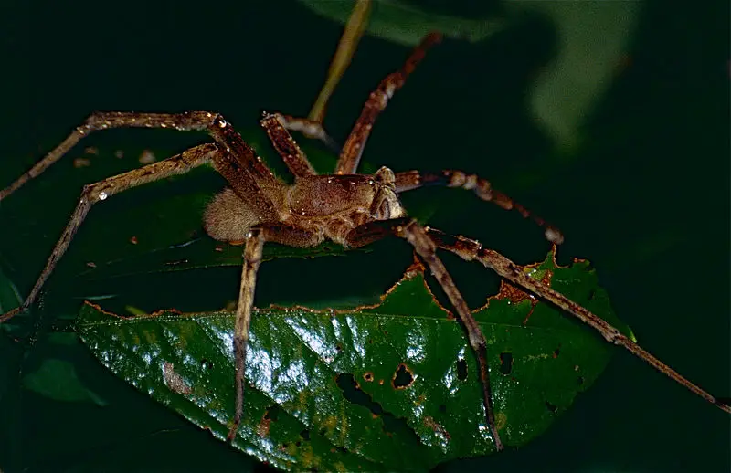 Los 11 animales más peligrosos que puede encontrar en Costa Rica Los 11 animales más peligrosos que puede encontrar en Costa Rica
